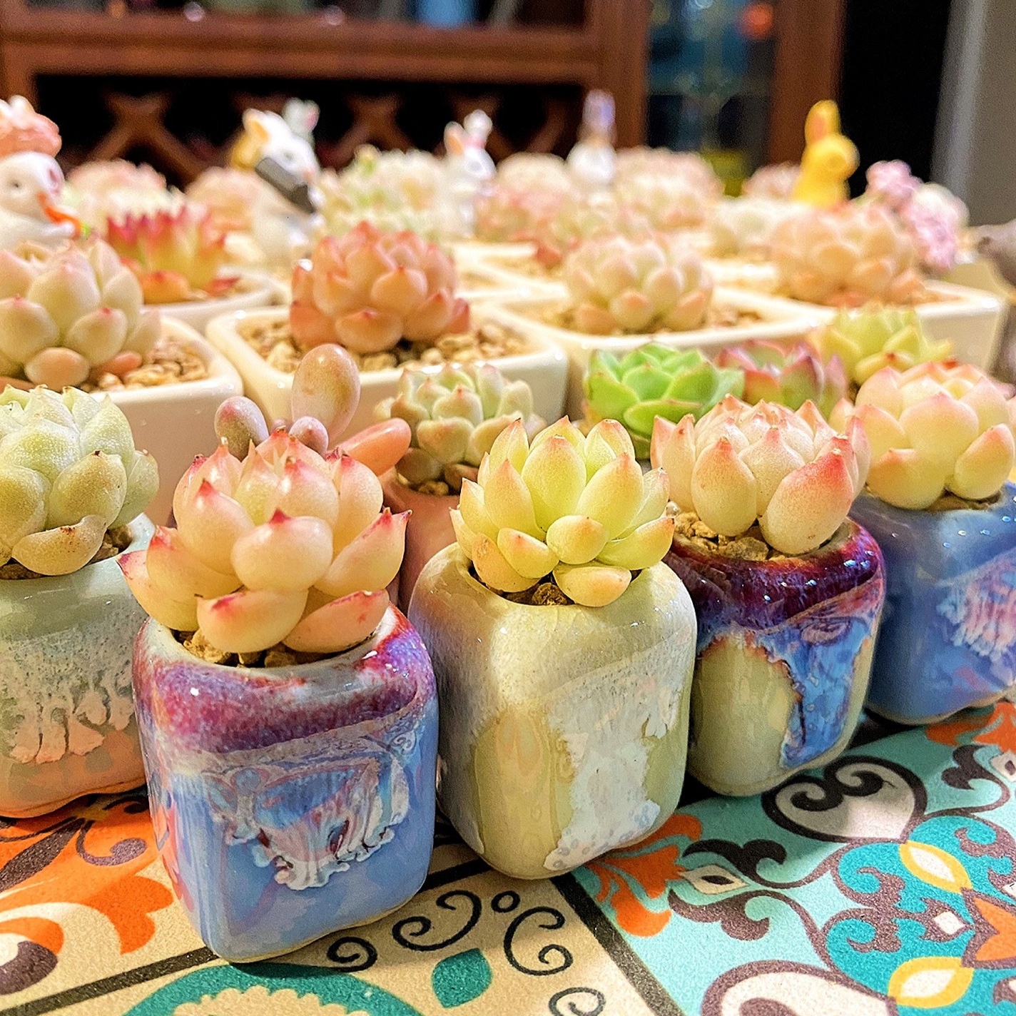 Echeveria Succulent - 10Pcs Mini Ceramics Fowerpot Mini Lithops