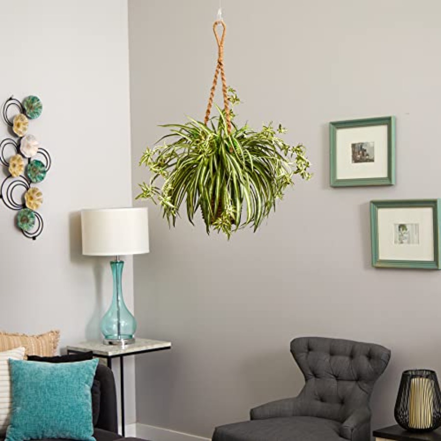 Spider Plant Hanging Basket fo - Spider Plant Hanging บทวิจารณ์และราคา