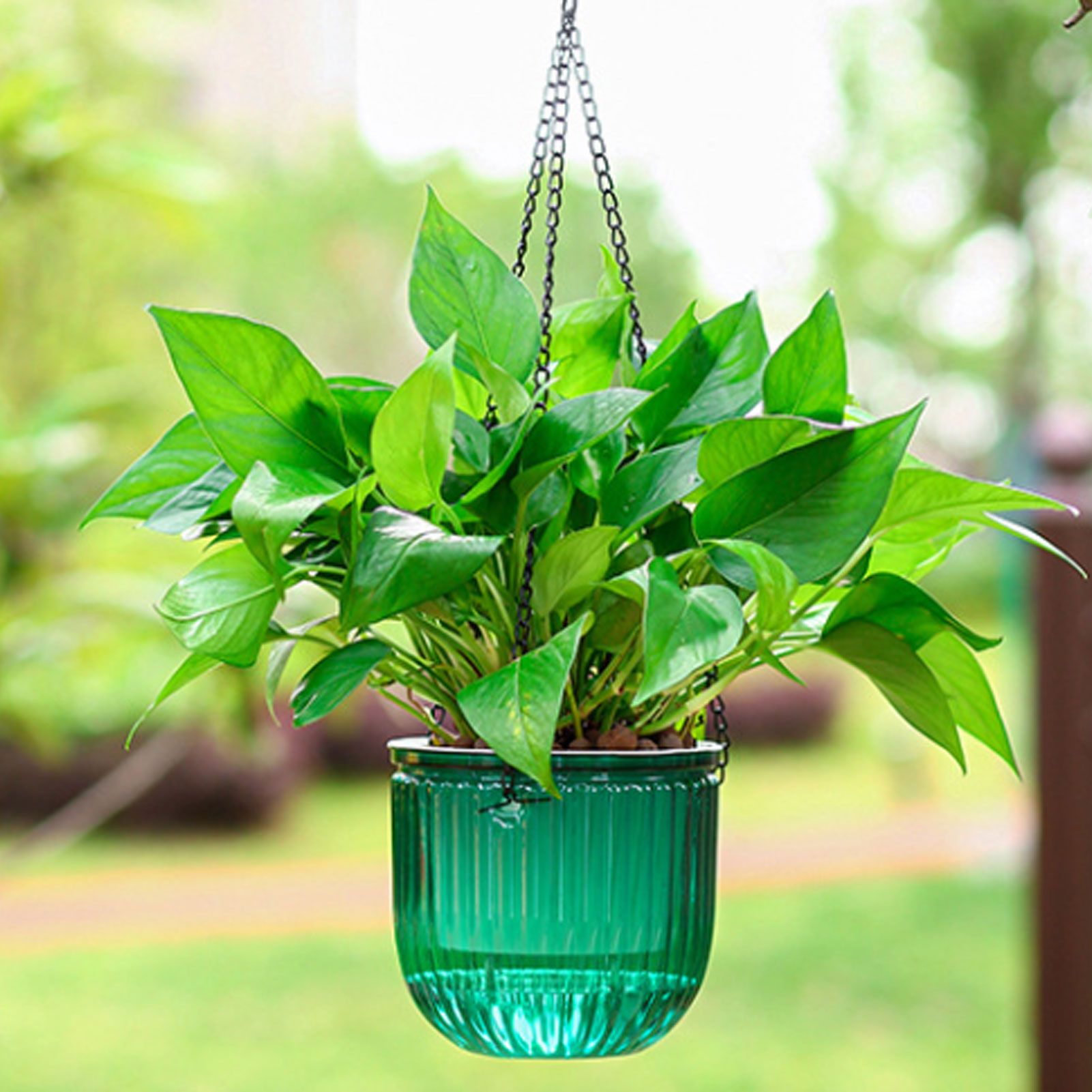 Automatic Self Watering Plant  - Spider Plant Hanging บทวิจารณ์และราคา