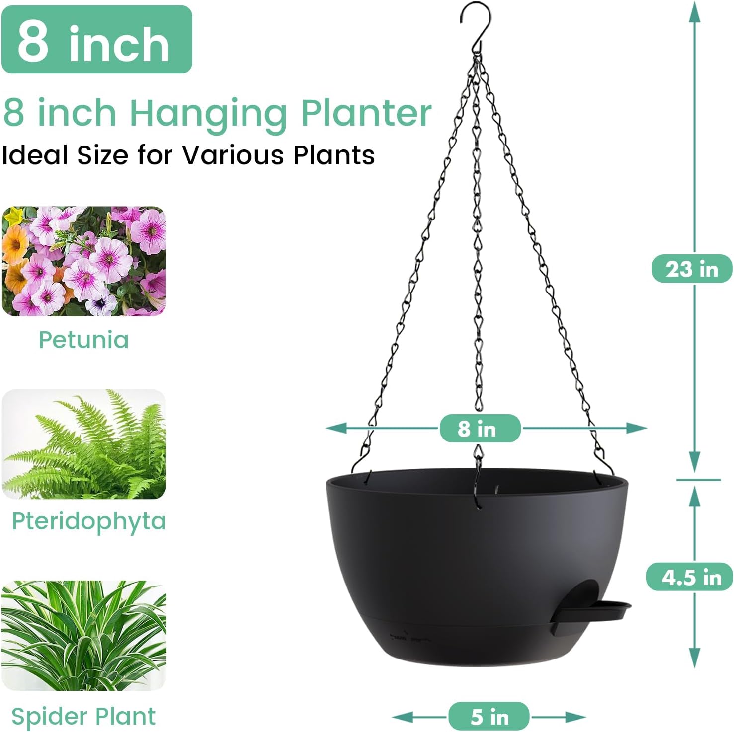 8 Inch Self Watering Hanging P - Spider Plant Hanging บทวิจารณ์และราคา
