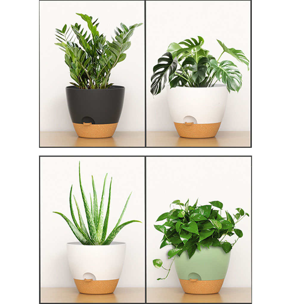 5piece Indoor Flower Pots With - Aloe Vera Pot บทวิจารณ์และราคา