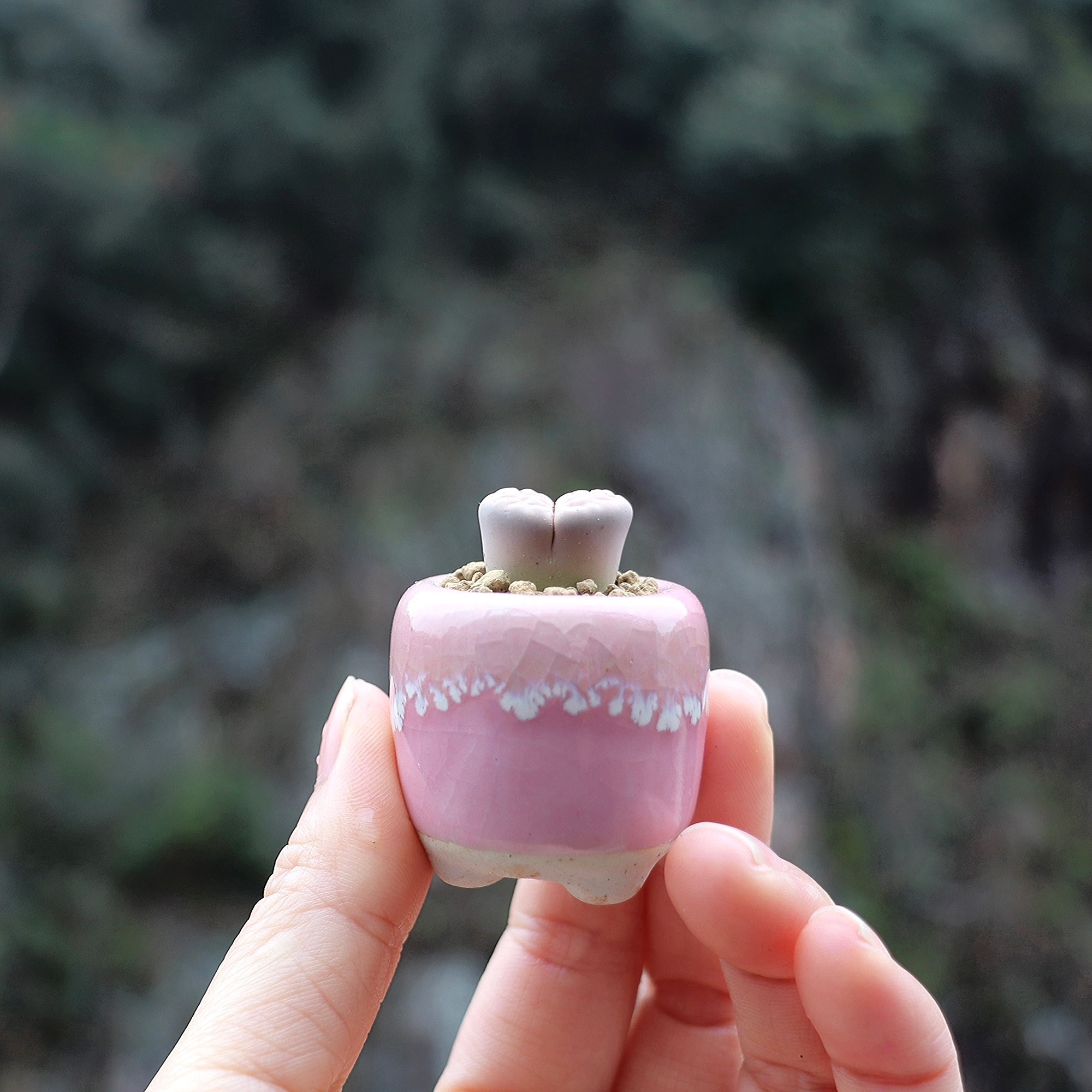 10Pcs Mini Ceramics Fowerpot M - Echeveria Succulent บทวิจารณ์และราคา