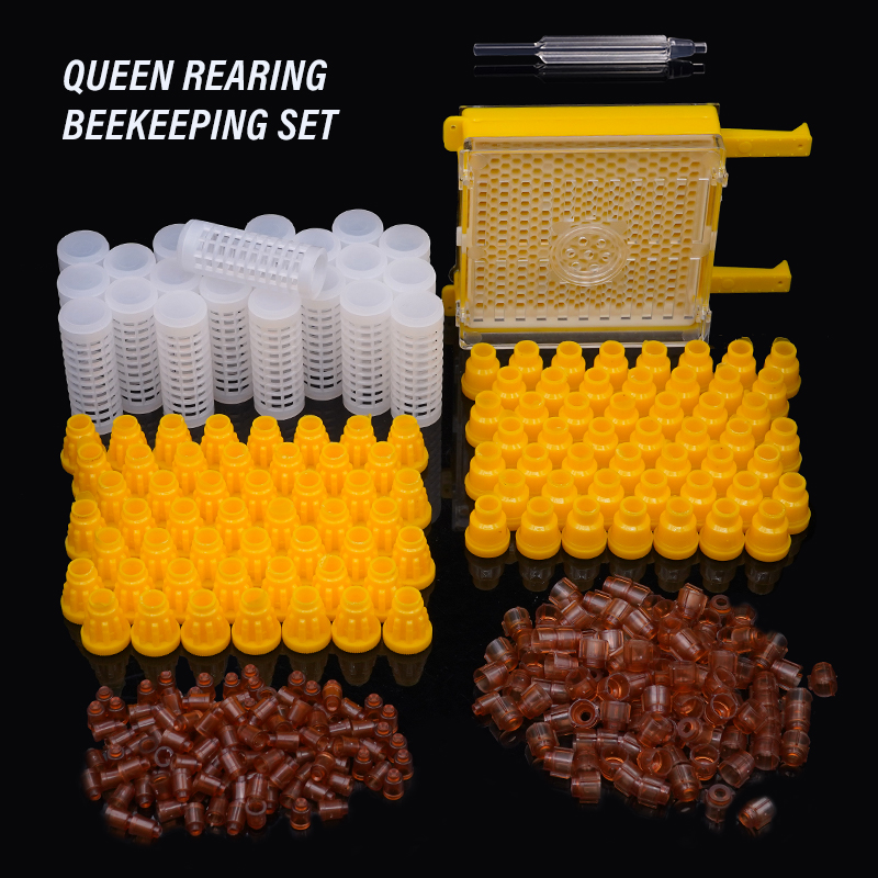 Germany Jenter Queen Rearing K - Begonia Rex บทวิจารณ์และราคา