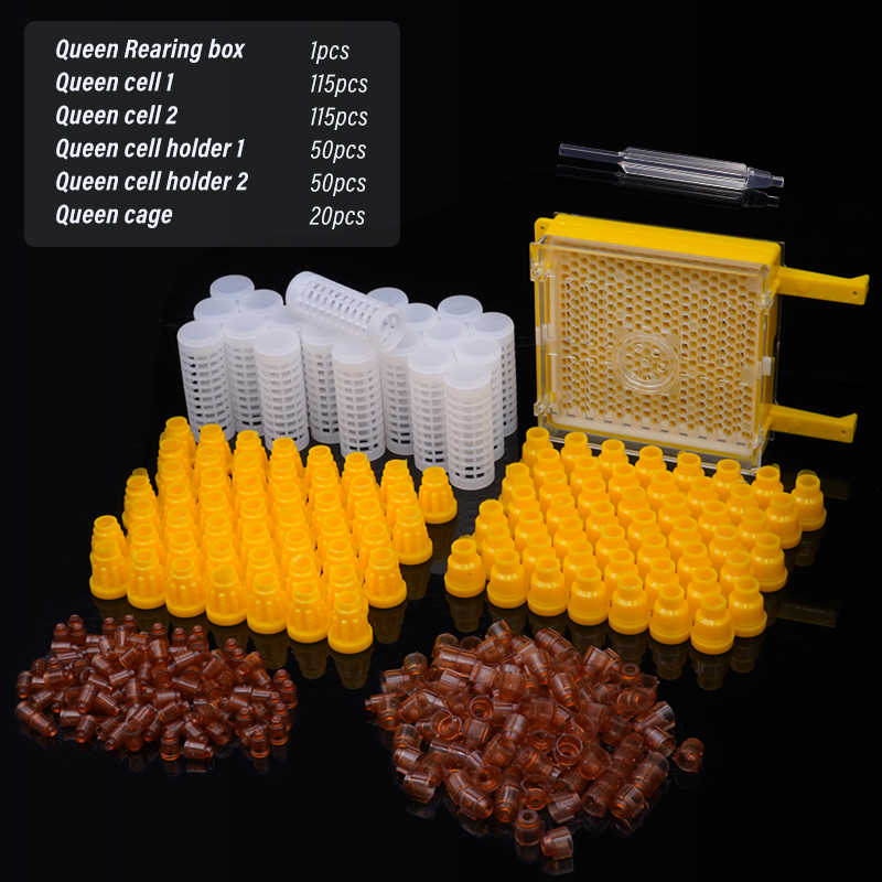 Germany Jenter Queen Rearing K - Begonia Rex บทวิจารณ์และราคา
