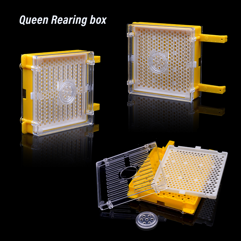 Germany Jenter Queen Rearing K - Begonia Rex บทวิจารณ์และราคา