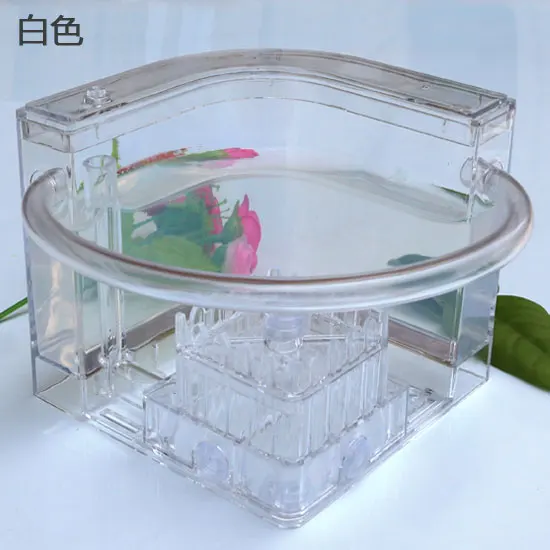 Ant Workshop Roller Coaster Ec - Begonia Rex บทวิจารณ์และราคา