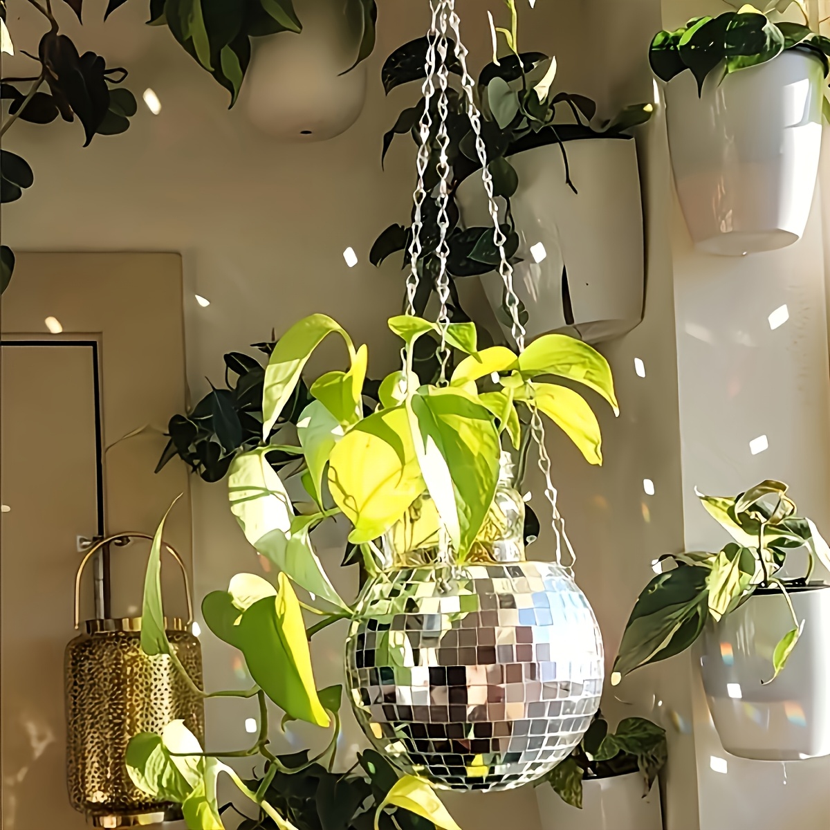 Disco Mirror Ball Hanging Flow - Echeveria Succulent บทวิจารณ์และราคา