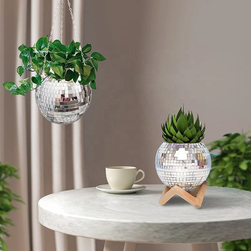 Disco Mirror Ball Hanging Flow - Echeveria Succulent บทวิจารณ์และราคา