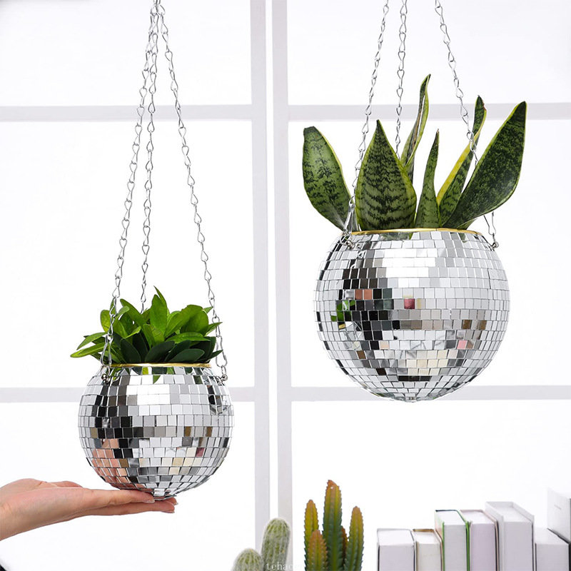 Disco Mirror Ball Hanging Flow - Echeveria Succulent บทวิจารณ์และราคา