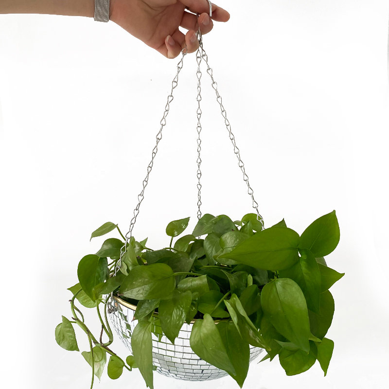 Disco Mirror Ball Hanging Flow - Echeveria Succulent บทวิจารณ์และราคา