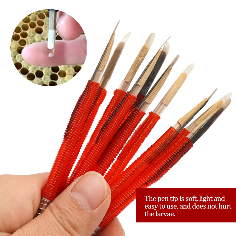 5/10Pcs Beekeeping Grafting To - Begonia Rex บทวิจารณ์และราคา