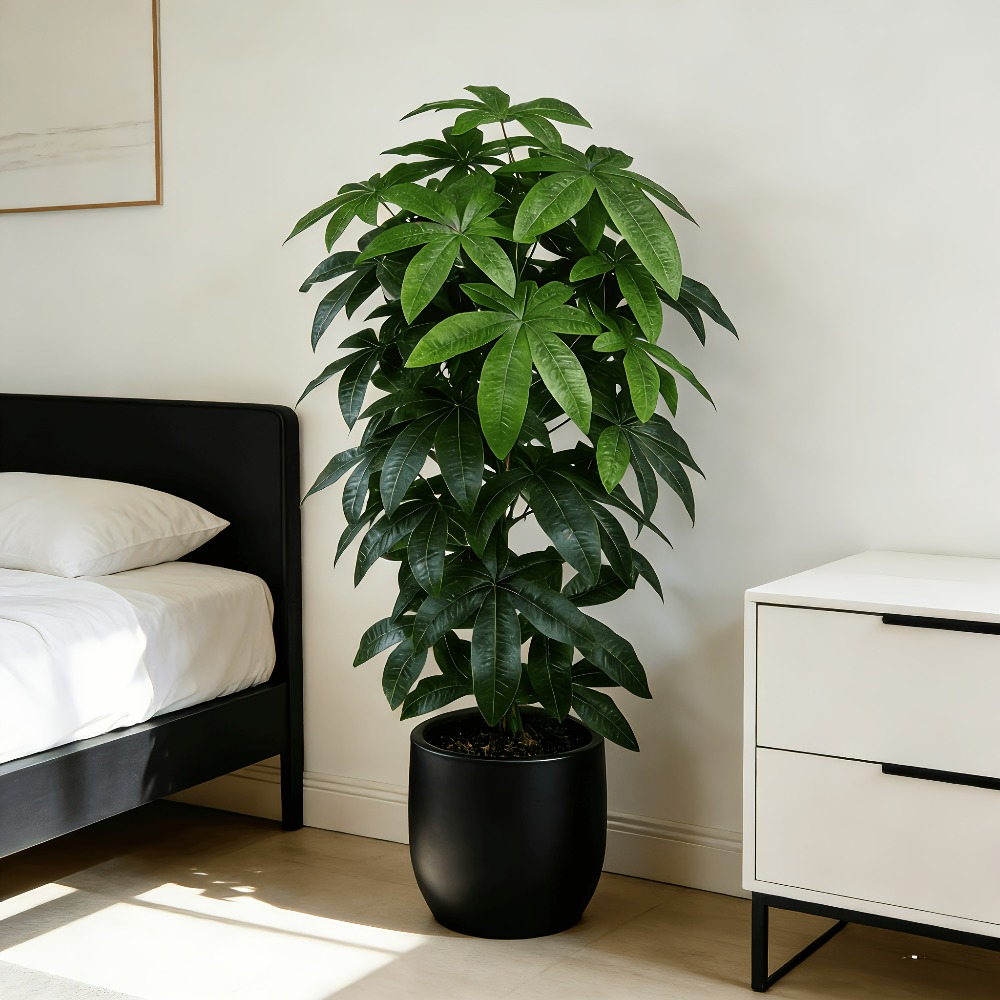 An Artificial Money Tree Pachi - Dracaena Marginata บทวิจารณ์และราคา