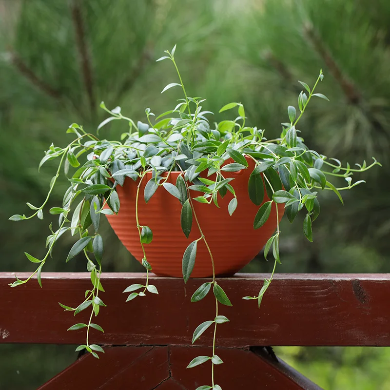 Plastic hanging basket flower  - Spider Plant Hanging บทวิจารณ์และราคา